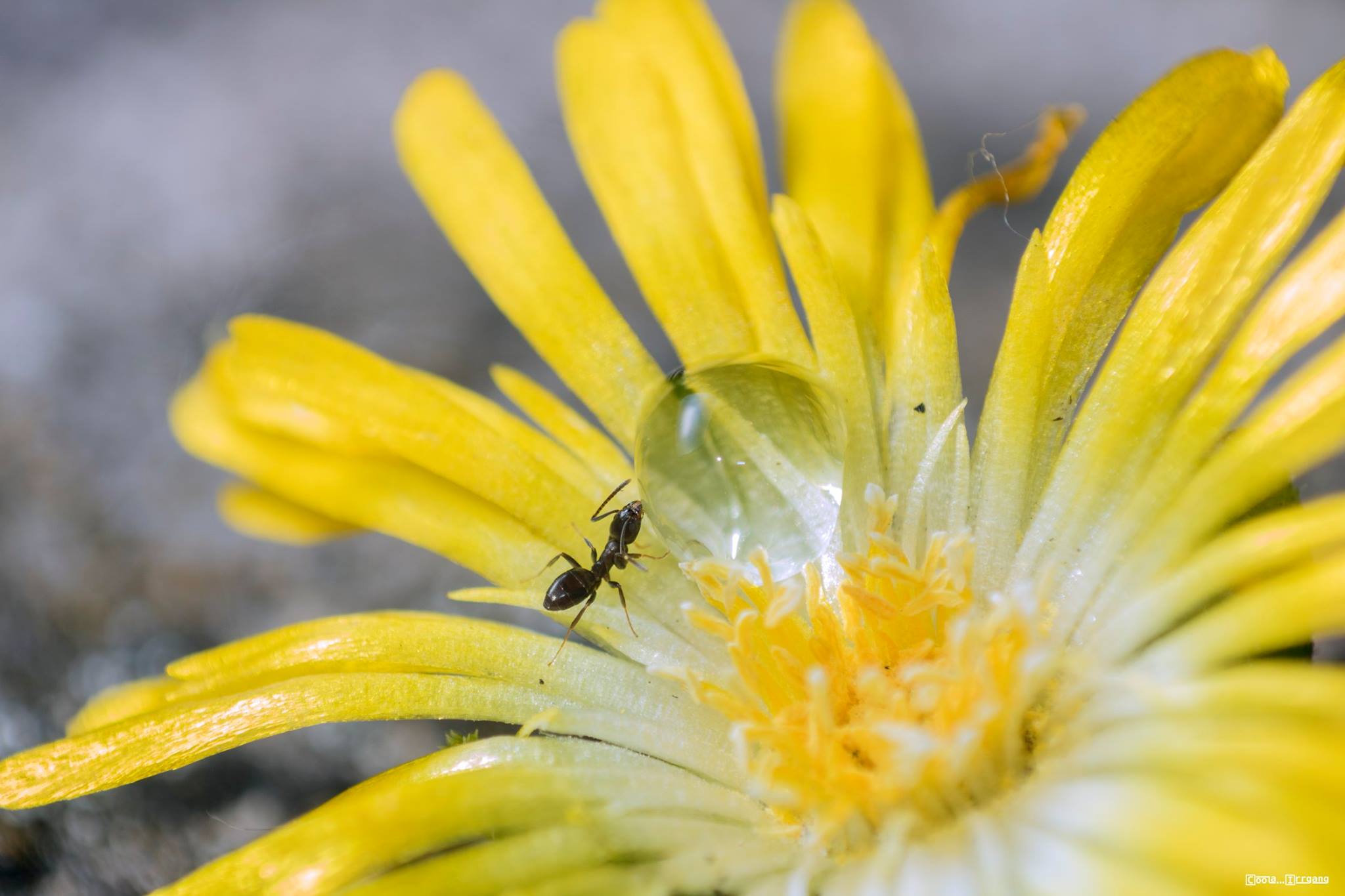 Makrofotos von Ameisen