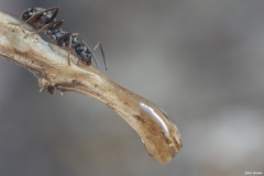 Makrofotos von Ameisen