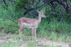 Kruger-Nationalpark-1-von-47