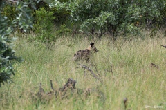 Kruger-Nationalpark-11-von-47