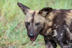 Kruger-Nationalpark-13-von-47