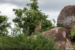 Kruger-Nationalpark-14-von-47