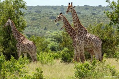 Kruger-Nationalpark-15-von-47