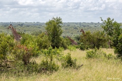 Kruger-Nationalpark-16-von-47