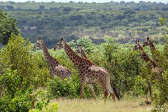 Kruger-Nationalpark-17-von-47
