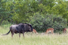 Kruger-Nationalpark-18-von-47