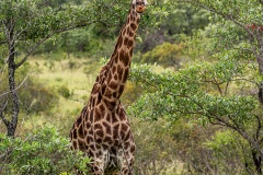 Kruger-Nationalpark-19-von-47