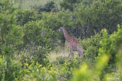 Kruger-Nationalpark-2-von-47