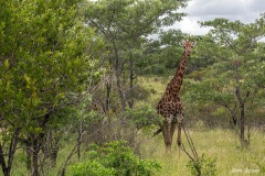 Kruger-Nationalpark-20-von-47