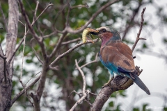 Kruger-Nationalpark-21-von-47