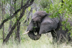 Kruger-Nationalpark-22-von-47