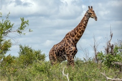 Kruger-Nationalpark-23-von-47