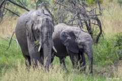 Kruger-Nationalpark-24-von-47
