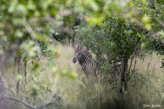 Kruger-Nationalpark-26-von-47