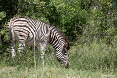 Kruger-Nationalpark-27-von-47