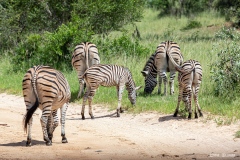 Kruger-Nationalpark-28-von-47