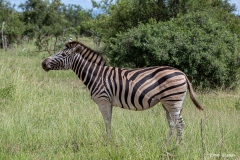 Kruger-Nationalpark-29-von-47