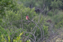 Kruger-Nationalpark-3-von-47