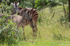 Kruger-Nationalpark-30-von-47