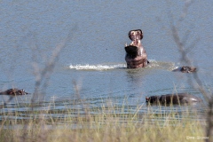 Kruger-Nationalpark-32-von-47