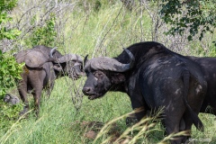 Kruger-Nationalpark-34-von-47