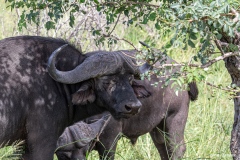 Kruger-Nationalpark-35-von-47