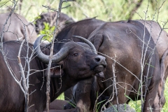 Kruger-Nationalpark-36-von-47