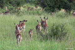 Kruger-Nationalpark-4-von-47