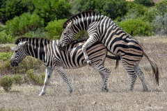 Kruger-Nationalpark-40-von-47