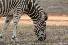 Kruger-Nationalpark-42-von-47
