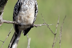 Kruger-Nationalpark-45-von-47