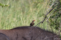 Kruger-Nationalpark-46-von-47