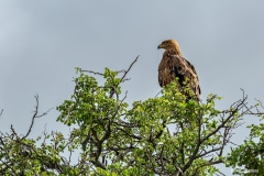 Kruger-Nationalpark-6-von-47