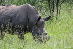 Kruger-Nationalpark-7-von-47