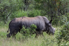 Kruger-Nationalpark-8-von-47