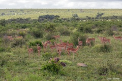Kruger-Nationalpark-9-von-47