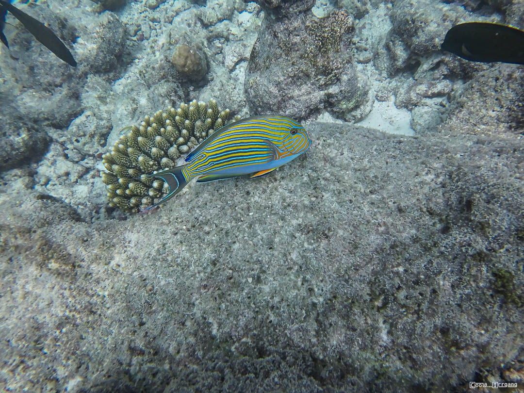 Malediven_Unterwasserwelt-12-von-15