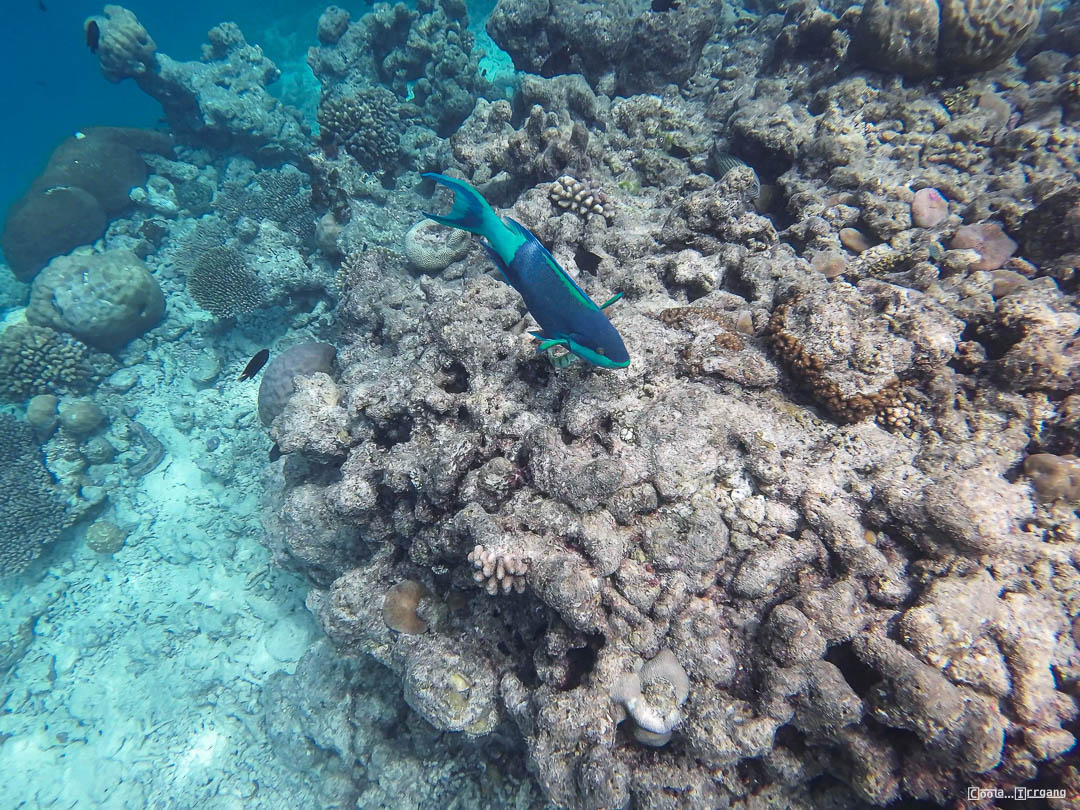 Malediven_Unterwasserwelt-15-von-15