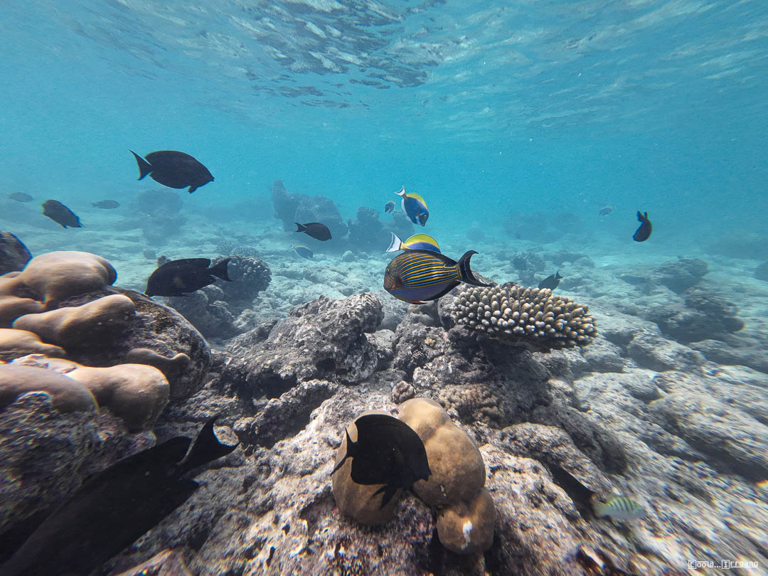 Malediven_Unterwasserwelt-2-von-15