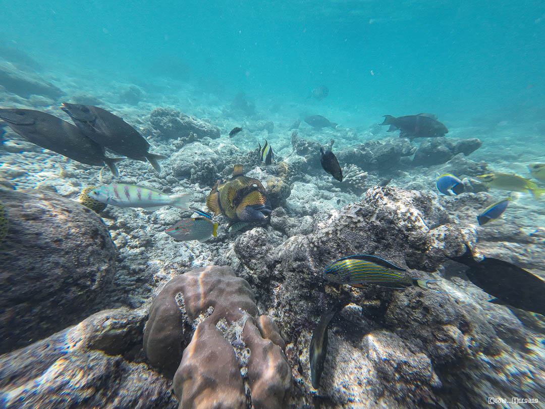 Malediven_Unterwasserwelt-3-von-15