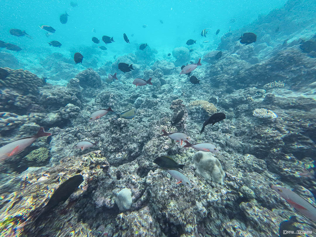 Malediven_Unterwasserwelt-5-von-15