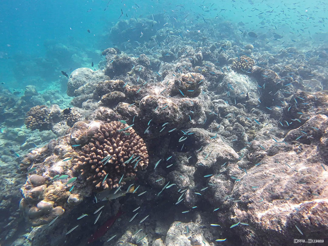 Malediven_Unterwasserwelt-8-von-15