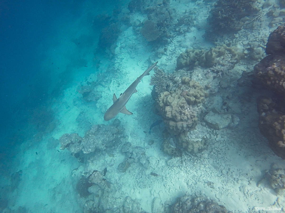 Malediven_Unterwasserwelt-9-von-15