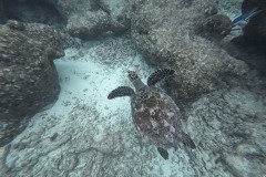 Malediven_Unterwasserwelt-1-von-15