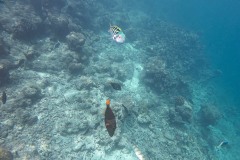 Malediven_Unterwasserwelt-10-von-15
