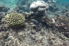 Malediven_Unterwasserwelt-11-von-15
