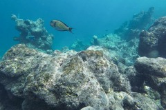 Malediven_Unterwasserwelt-13-von-15