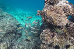 Malediven_Unterwasserwelt-14-von-15