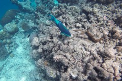 Malediven_Unterwasserwelt-15-von-15