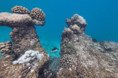 Malediven_Unterwasserwelt-4-von-15